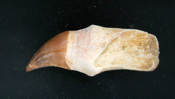 Morocco Cretaceous Prognathodon Anceps Mosasaur Rooted Tooth 32 | Fossils for Sale Genuine Cretaceous Age Prognathodon Anceps Mosasaur Rooted Tooth for Sale from Morocco #32