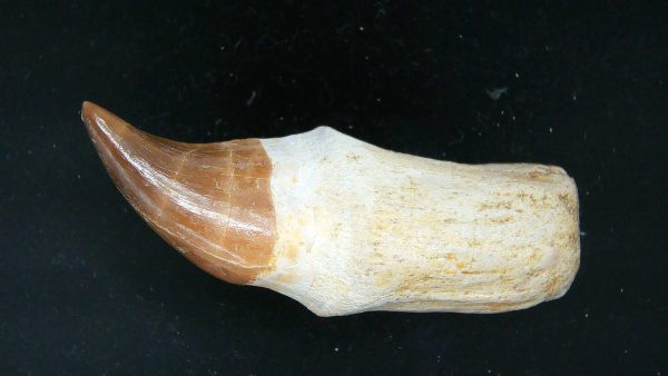 Morocco Cretaceous Prognathodon Anceps Mosasaur Rooted Tooth 32a | Fossils for Sale Genuine Cretaceous Age Prognathodon Anceps Mosasaur Rooted Tooth for Sale from Morocco #32a