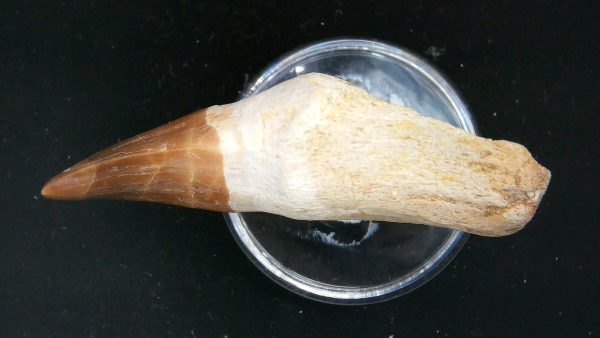 Morocco Cretaceous Prognathodon Anceps Mosasaur Rooted Tooth 32b | Fossils for Sale Genuine Cretaceous Age Prognathodon Anceps Mosasaur Rooted Tooth for Sale from Morocco #32b