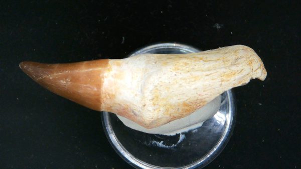 Morocco Cretaceous Prognathodon Anceps Mosasaur Rooted Tooth 32c | Fossils for Sale Genuine Cretaceous Age Prognathodon Anceps Mosasaur Rooted Tooth for Sale from Morocco #32c