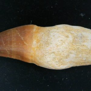 Morocco Cretaceous Prognathodon Anceps Mosasaur Rooted Tooth 33 | Fossils for Sale Genuine Cretaceous Age Prognathodon Anceps Mosasaur Rooted Tooth for Sale from Morocco #33