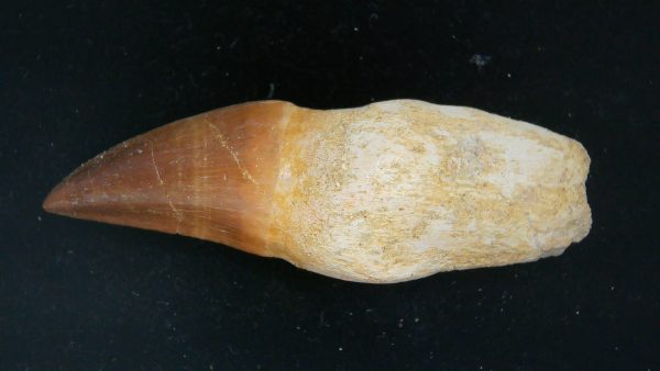 Morocco Cretaceous Prognathodon Anceps Mosasaur Rooted Tooth 33 | Fossils for Sale Genuine Cretaceous Age Prognathodon Anceps Mosasaur Rooted Tooth for Sale from Morocco #33