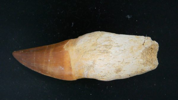 Morocco Cretaceous Prognathodon Anceps Mosasaur Rooted Tooth 33a | Fossils for Sale Genuine Cretaceous Age Prognathodon Anceps Mosasaur Rooted Tooth for Sale from Morocco #33a