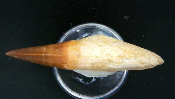 Morocco Cretaceous Prognathodon Anceps Mosasaur Rooted Tooth 33b | Fossils for Sale Genuine Cretaceous Age Prognathodon Anceps Mosasaur Rooted Tooth for Sale from Morocco #33b