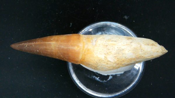 Morocco Cretaceous Prognathodon Anceps Mosasaur Rooted Tooth 33c | Fossils for Sale Genuine Cretaceous Age Prognathodon Anceps Mosasaur Rooted Tooth for Sale from Morocco #33c