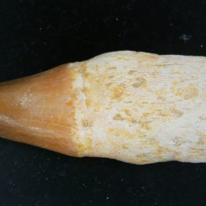 Morocco Cretaceous Prognathodon Anceps Mosasaur Rooted Tooth 34 | Fossils for Sale Genuine Cretaceous Age Prognathodon Anceps Mosasaur Rooted Tooth for Sale from Morocco #34