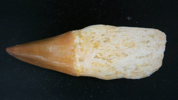 Morocco Cretaceous Prognathodon Anceps Mosasaur Rooted Tooth 34 | Fossils for Sale Genuine Cretaceous Age Prognathodon Anceps Mosasaur Rooted Tooth for Sale from Morocco #34