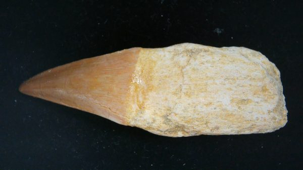 Morocco Cretaceous Prognathodon Anceps Mosasaur Rooted Tooth 34a | Fossils for Sale Genuine Cretaceous Age Prognathodon Anceps Mosasaur Rooted Tooth for Sale from Morocco #34a