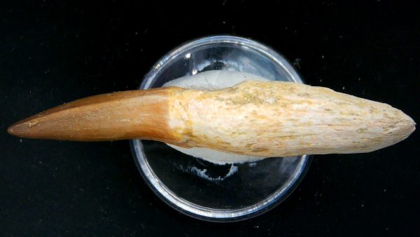 Morocco Cretaceous Prognathodon Anceps Mosasaur Rooted Tooth 34b | Fossils for Sale Genuine Cretaceous Age Prognathodon Anceps Mosasaur Rooted Tooth for Sale from Morocco #34b