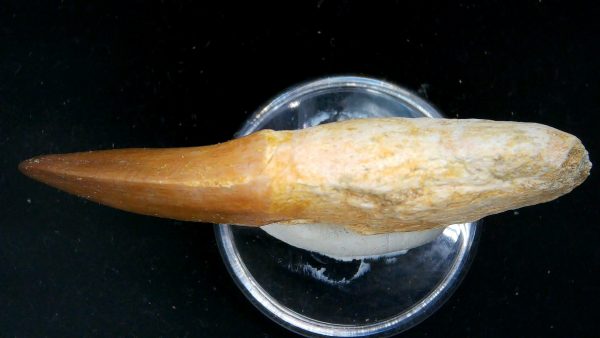 Morocco Cretaceous Prognathodon Anceps Mosasaur Rooted Tooth 34c | Fossils for Sale Genuine Cretaceous Age Prognathodon Anceps Mosasaur Rooted Tooth for Sale from Morocco #34c