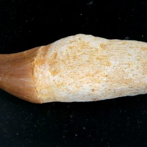 Morocco Cretaceous Prognathodon Anceps Mosasaur Rooted Tooth 35 | Fossils for Sale Genuine Cretaceous Age Prognathodon Anceps Mosasaur Rooted Tooth for Sale from Morocco #35