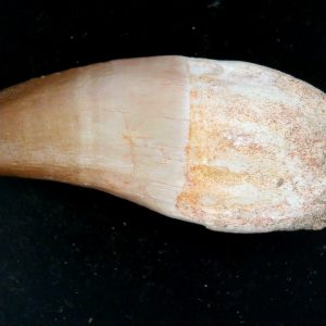 Morocco Cretaceous Prognathodon Anceps Mosasaur Rooted Tooth 36 | Fossils for Sale Genuine Cretaceous Age Prognathodon Anceps Mosasaur Rooted Tooth for Sale from Morocco #36