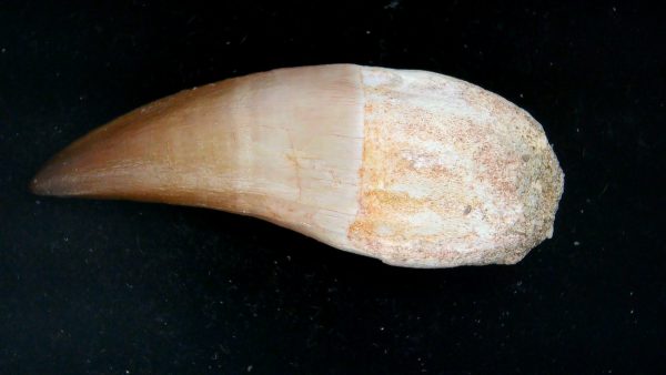 Morocco Cretaceous Prognathodon Anceps Mosasaur Rooted Tooth 36 | Fossils for Sale Genuine Cretaceous Age Prognathodon Anceps Mosasaur Rooted Tooth for Sale from Morocco #36