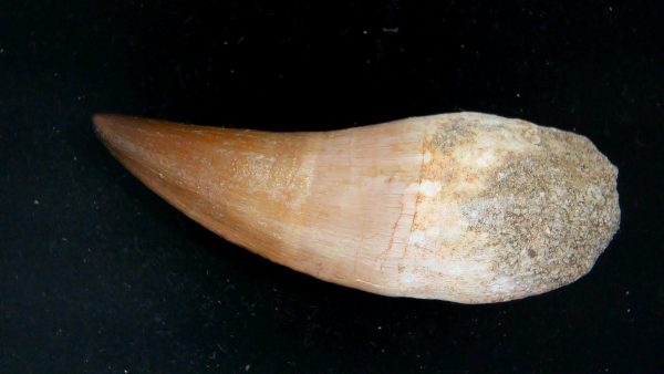 Morocco Cretaceous Prognathodon Anceps Mosasaur Rooted Tooth 36a | Fossils for Sale Genuine Cretaceous Age Prognathodon Anceps Mosasaur Rooted Tooth for Sale from Morocco #36a