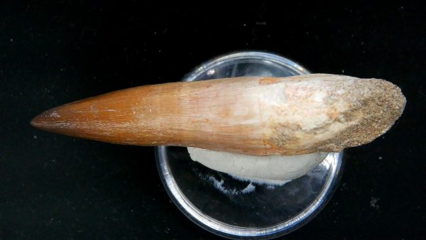 Morocco Cretaceous Prognathodon Anceps Mosasaur Rooted Tooth 36b | Fossils for Sale Genuine Cretaceous Age Prognathodon Anceps Mosasaur Rooted Tooth for Sale from Morocco #36b