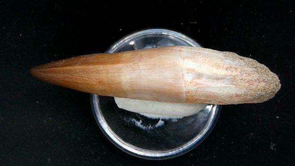 Morocco Cretaceous Prognathodon Anceps Mosasaur Rooted Tooth 36c | Fossils for Sale Genuine Cretaceous Age Prognathodon Anceps Mosasaur Rooted Tooth for Sale from Morocco #36c