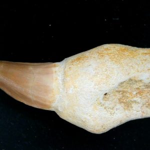 Morocco Cretaceous Prognathodon Anceps Mosasaur Rooted Tooth 37 | Fossils for Sale Genuine Cretaceous Age Prognathodon Anceps Mosasaur Rooted Tooth for Sale from Morocco #37