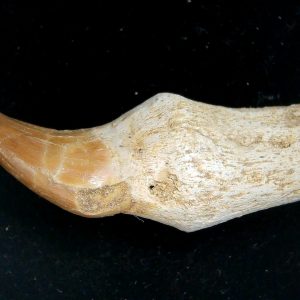 Morocco Cretaceous Prognathodon Anceps Mosasaur Rooted Tooth 38 | Fossils for Sale Genuine Cretaceous Age Prognathodon Anceps Mosasaur Rooted Tooth for Sale from Morocco #38