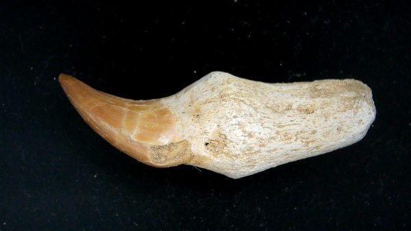 Morocco Cretaceous Prognathodon Anceps Mosasaur Rooted Tooth 38 | Fossils for Sale Genuine Cretaceous Age Prognathodon Anceps Mosasaur Rooted Tooth for Sale from Morocco #38