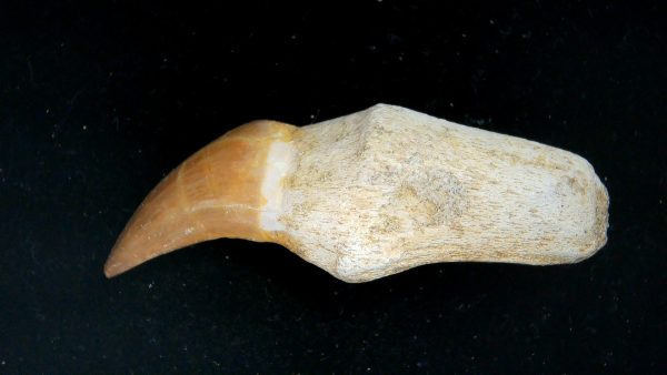 Morocco Cretaceous Prognathodon Anceps Mosasaur Rooted Tooth 38a | Fossils for Sale Genuine Cretaceous Age Prognathodon Anceps Mosasaur Rooted Tooth for Sale from Morocco #38a