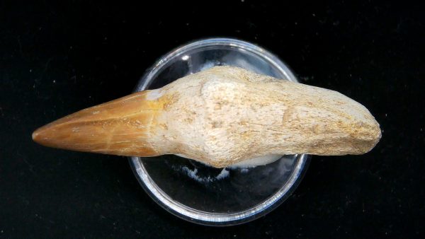 Morocco Cretaceous Prognathodon Anceps Mosasaur Rooted Tooth 38b | Fossils for Sale Genuine Cretaceous Age Prognathodon Anceps Mosasaur Rooted Tooth for Sale from Morocco #38b
