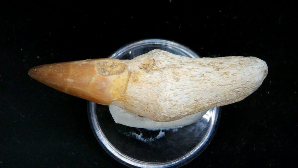 Morocco Cretaceous Prognathodon Anceps Mosasaur Rooted Tooth 38c | Fossils for Sale Genuine Cretaceous Age Prognathodon Anceps Mosasaur Rooted Tooth for Sale from Morocco #38c