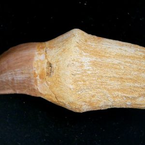 Morocco Cretaceous Prognathodon Anceps Mosasaur Rooted Tooth 39 | Fossils for Sale Genuine Cretaceous Age Prognathodon Anceps Mosasaur Rooted Tooth for Sale from Morocco #39