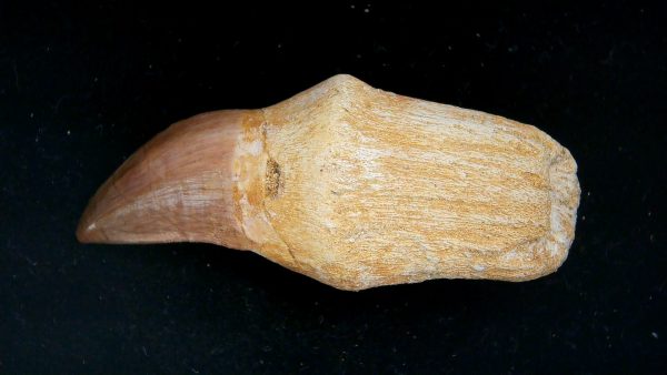 Morocco Cretaceous Prognathodon Anceps Mosasaur Rooted Tooth 39 | Fossils for Sale Genuine Cretaceous Age Prognathodon Anceps Mosasaur Rooted Tooth for Sale from Morocco #39
