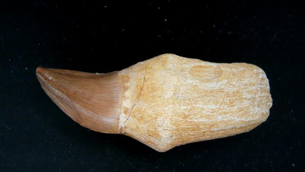 Morocco Cretaceous Prognathodon Anceps Mosasaur Rooted Tooth 39a | Fossils for Sale Genuine Cretaceous Age Prognathodon Anceps Mosasaur Rooted Tooth for Sale from Morocco #39a
