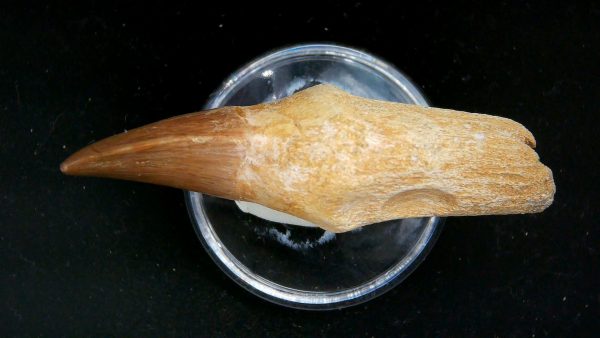 Morocco Cretaceous Prognathodon Anceps Mosasaur Rooted Tooth 39b | Fossils for Sale Genuine Cretaceous Age Prognathodon Anceps Mosasaur Rooted Tooth for Sale from Morocco #39b