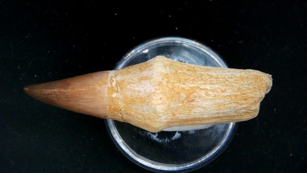 Morocco Cretaceous Prognathodon Anceps Mosasaur Rooted Tooth 39c | Fossils for Sale Genuine Cretaceous Age Prognathodon Anceps Mosasaur Rooted Tooth for Sale from Morocco #39c