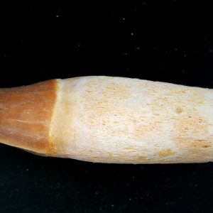 Morocco Cretaceous Prognathodon Anceps Mosasaur Rooted Tooth 40 | Fossils for Sale Genuine Cretaceous Age Prognathodon Anceps Mosasaur Rooted Tooth for Sale from Morocco #40