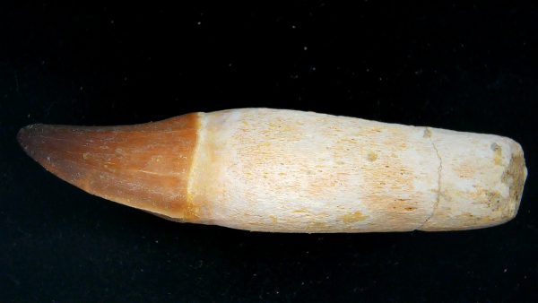 Morocco Cretaceous Prognathodon Anceps Mosasaur Rooted Tooth 40 | Fossils for Sale Genuine Cretaceous Age Prognathodon Anceps Mosasaur Rooted Tooth for Sale from Morocco #40