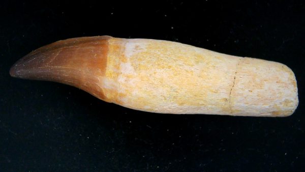 Morocco Cretaceous Prognathodon Anceps Mosasaur Rooted Tooth 40a | Fossils for Sale Genuine Cretaceous Age Prognathodon Anceps Mosasaur Rooted Tooth for Sale from Morocco #40a