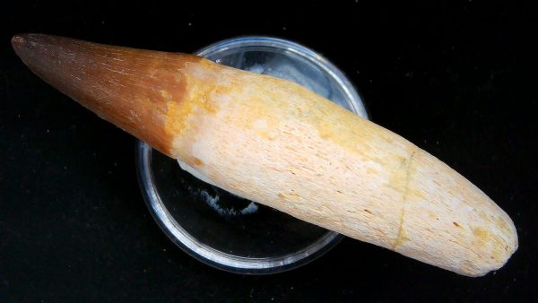 Morocco Cretaceous Prognathodon Anceps Mosasaur Rooted Tooth 40b | Fossils for Sale Genuine Cretaceous Age Prognathodon Anceps Mosasaur Rooted Tooth for Sale from Morocco #40b