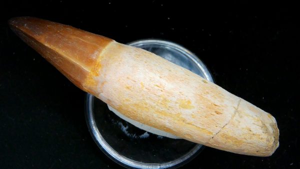Morocco Cretaceous Prognathodon Anceps Mosasaur Rooted Tooth 40c | Fossils for Sale Genuine Cretaceous Age Prognathodon Anceps Mosasaur Rooted Tooth for Sale from Morocco #40c
