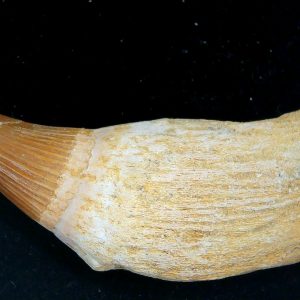 Morocco Cretaceous Prognathodon Anceps Mosasaur Rooted Tooth 41 | Fossils for Sale
