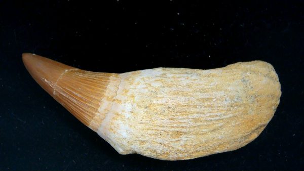 Morocco Cretaceous Prognathodon Anceps Mosasaur Rooted Tooth 41 | Fossils for Sale Genuine Cretaceous Age Prognathodon Anceps Mosasaur Rooted Tooth for Sale from Morocco #41