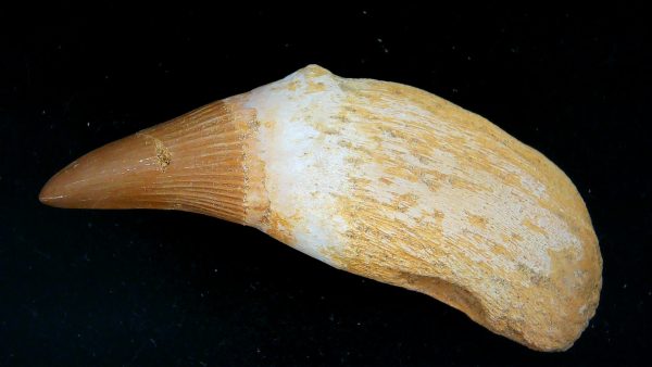 Morocco Cretaceous Prognathodon Anceps Mosasaur Rooted Tooth 41a | Fossils for Sale Genuine Cretaceous Age Prognathodon Anceps Mosasaur Rooted Tooth for Sale from Morocco #41a