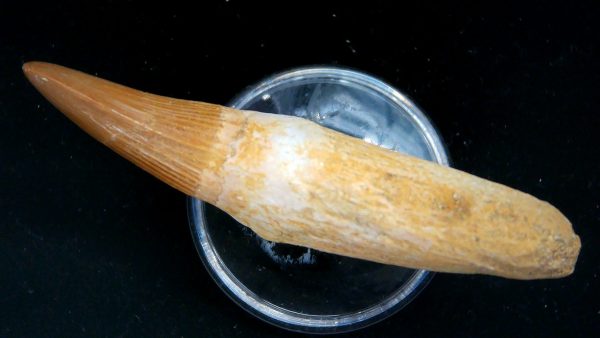 Morocco Cretaceous Prognathodon Anceps Mosasaur Rooted Tooth 41b | Fossils for Sale Genuine Cretaceous Age Prognathodon Anceps Mosasaur Rooted Tooth for Sale from Morocco #41b