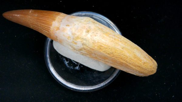 Morocco Cretaceous Prognathodon Anceps Mosasaur Rooted Tooth 41c | Fossils for Sale Genuine Cretaceous Age Prognathodon Anceps Mosasaur Rooted Tooth for Sale from Morocco #41c