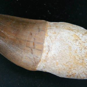 Morocco Cretaceous Prognathodon Anceps Mosasaur Rooted Tooth 42 | Fossils for Sale