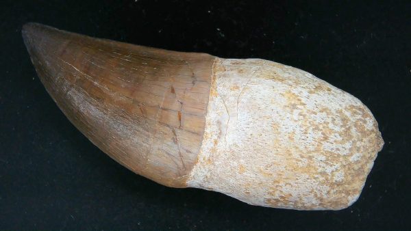 Morocco Cretaceous Prognathodon Anceps Mosasaur Rooted Tooth 42 | Fossils for Sale Genuine Cretaceous Age Prognathodon Anceps Mosasaur Rooted Tooth for Sale from Morocco #42