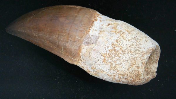 Morocco Cretaceous Prognathodon Anceps Mosasaur Rooted Tooth 42a | Fossils for Sale Genuine Cretaceous Age Prognathodon Anceps Mosasaur Rooted Tooth for Sale from Morocco #42a