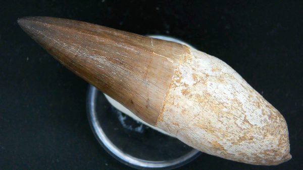 Morocco Cretaceous Prognathodon Anceps Mosasaur Rooted Tooth 42b | Fossils for Sale Genuine Cretaceous Age Prognathodon Anceps Mosasaur Rooted Tooth for Sale from Morocco #42b