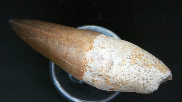 Morocco Cretaceous Prognathodon Anceps Mosasaur Rooted Tooth 42c | Fossils for Sale Genuine Cretaceous Age Prognathodon Anceps Mosasaur Rooted Tooth for Sale from Morocco #42c