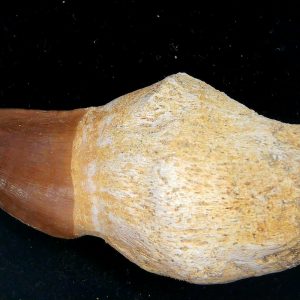 Morocco Cretaceous Prognathodon Anceps Mosasaur Rooted Tooth 43 | Fossils for Sale