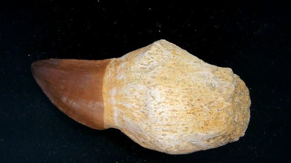 Morocco Cretaceous Prognathodon Anceps Mosasaur Rooted Tooth 43 | Fossils for Sale Genuine Cretaceous Age Prognathodon Anceps Mosasaur Rooted Tooth for Sale from Morocco #43