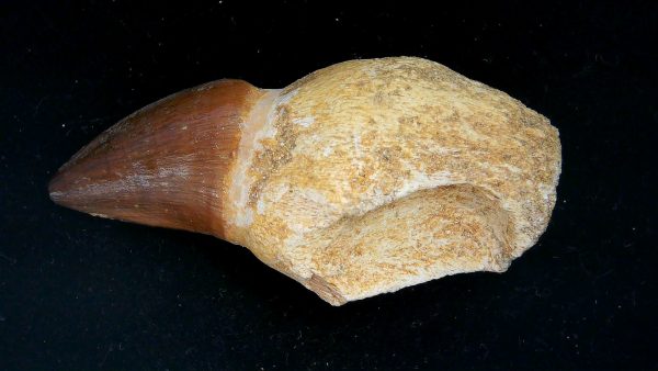 Morocco Cretaceous Prognathodon Anceps Mosasaur Rooted Tooth 43a | Fossils for Sale Genuine Cretaceous Age Prognathodon Anceps Mosasaur Rooted Tooth for Sale from Morocco #43a