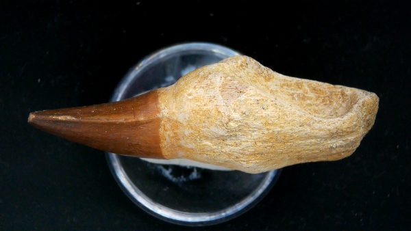 Morocco Cretaceous Prognathodon Anceps Mosasaur Rooted Tooth 43b | Fossils for Sale Genuine Cretaceous Age Prognathodon Anceps Mosasaur Rooted Tooth for Sale from Morocco #43b